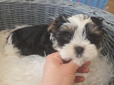 Pedigree Biewer Yorkshire Terrier puppies in Donegal
