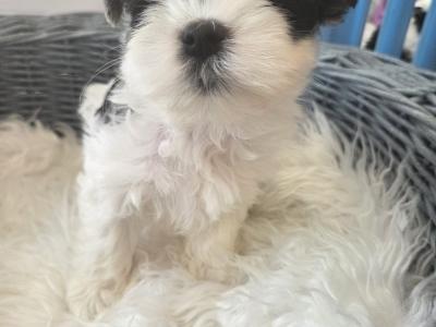 Pedigree Biewer Yorkshire Terrier puppies in Donegal