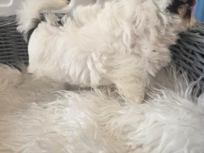 Pedigree Biewer Yorkshire Terrier puppies in Donegal