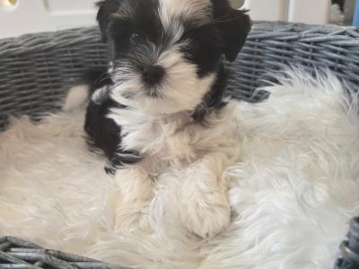 Pedigree Biewer Yorkshire Terrier puppies in Donegal