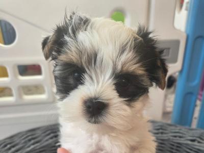 Pedigree Biewer Yorkshire Terrier puppies in Donegal