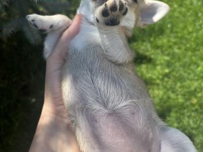 Chihuahua puppies in Dublin