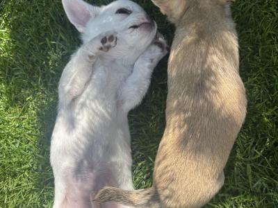 Chihuahua puppies in Dublin