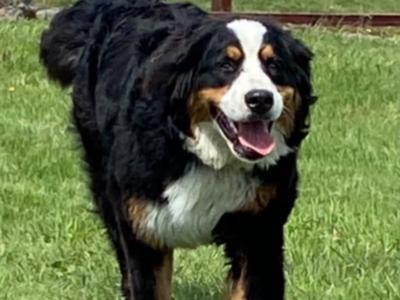 IKC Registered (pending) Bernese Mountain Dog puppies in Wicklow