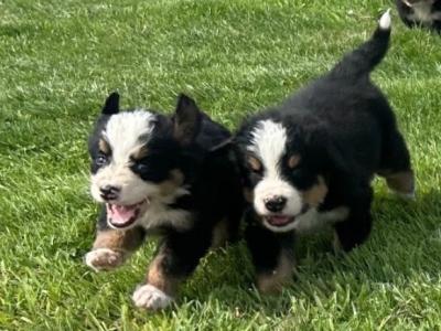 IKC Registered (pending) Bernese Mountain Dog puppies in Wicklow