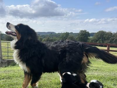 IKC Registered (pending) Bernese Mountain Dog puppies in Wicklow