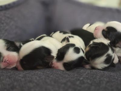 Pedigree Biewer Yorkshire Terrier puppies in Donegal
