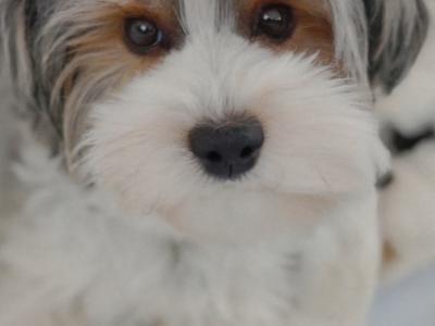Pedigree Biewer Yorkshire Terrier puppies in Donegal