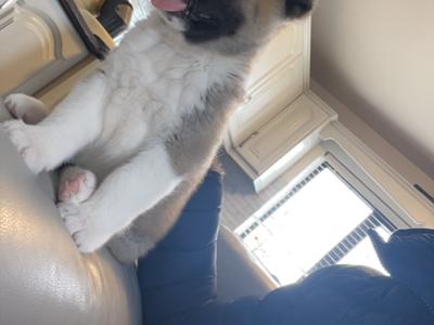 Quality female American Akita puppy in Galway