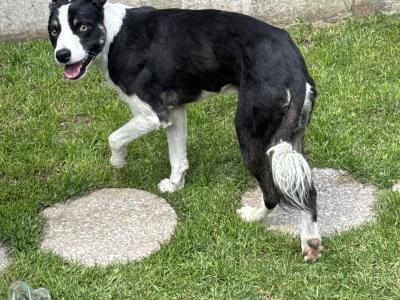 11 month old male Border Collie puppy for sale in Westmeath