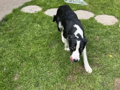 11 month old male Border Collie puppy for sale in Westmeath