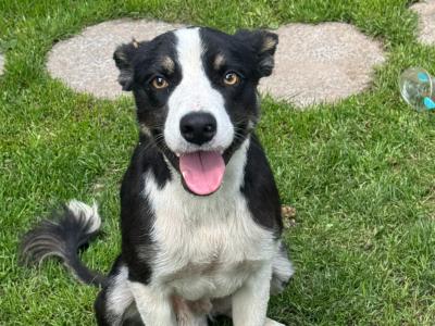 11 month old male Border Collie puppy for sale in Westmeath