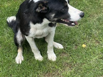 11 month old male Border Collie puppy for sale in Westmeath