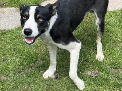 11 month old male Border Collie puppy for sale in Westmeath