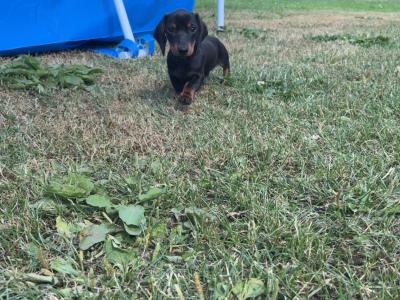 💙💙 Beautiful Male Dachshund Puppy 💙💙 in Carlow