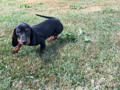 💙💙 Beautiful Male Dachshund Puppy 💙💙 in Carlow