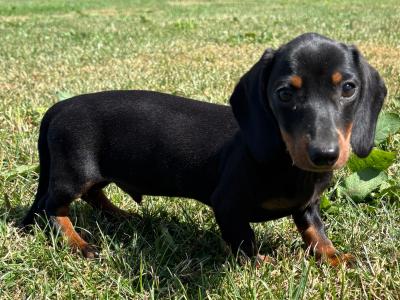 💙💙 Beautiful Male Dachshund Puppy 💙💙 in Carlow