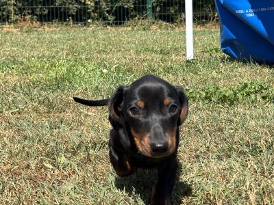 💙💙 Beautiful Male Dachshund Puppy 💙💙 in Carlow