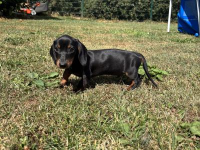 💙💙 Beautiful Male Dachshund Puppy 💙💙 in Carlow