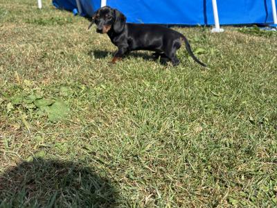 💙💙 Beautiful Male Dachshund Puppy 💙💙 in Carlow