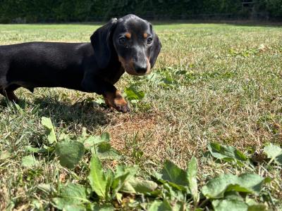 💙💙 Beautiful Male Dachshund Puppy 💙💙 in Carlow