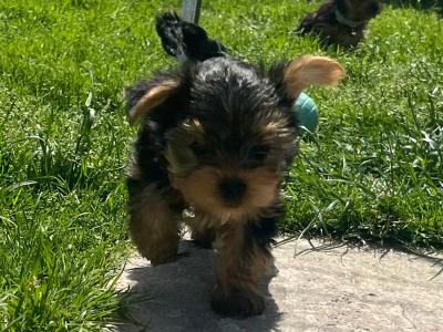 Male miniature Yorkshire Terrier puppy for sale in Kerry