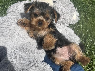Male miniature Yorkshire Terrier puppy for sale in Kerry