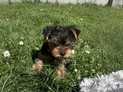 Male miniature Yorkshire Terrier puppy for sale in Kerry