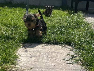 Male miniature Yorkshire Terrier puppy for sale in Kerry
