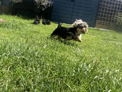 Male miniature Yorkshire Terrier puppy for sale in Kerry