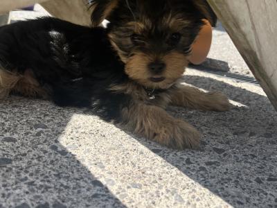 Male miniature Yorkshire Terrier puppy for sale in Kerry