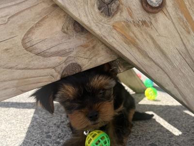 Male miniature Yorkshire Terrier puppy for sale in Kerry