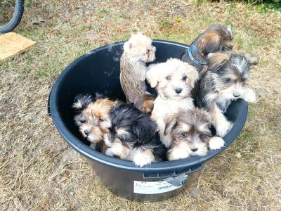Schnauzer x Shih Tzu pups