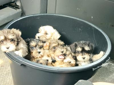 Schnauzer x Shih Tzu pups