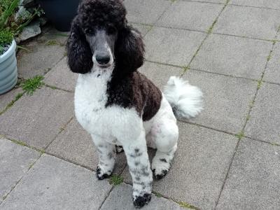 Last precious Standard male Poodle puppy in Donegal