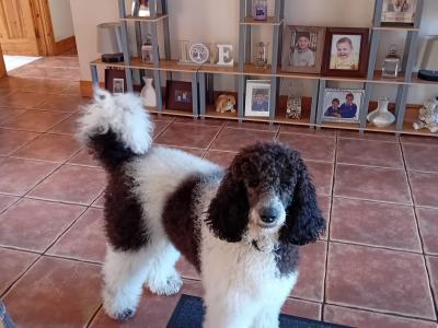 Last precious Standard male Poodle puppy in Donegal
