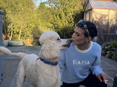 Last precious Standard male Poodle puppy in Donegal