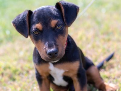 Male Jack Russell puppy in Kilkenny