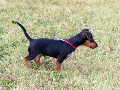 Male Jack Russell puppy in Kilkenny