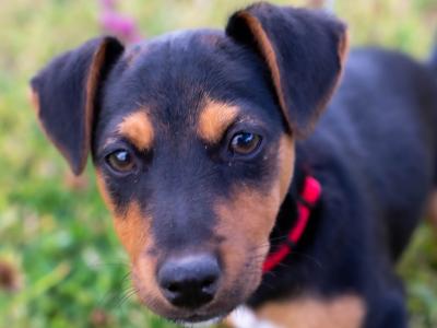Male Jack Russell puppy in Kilkenny