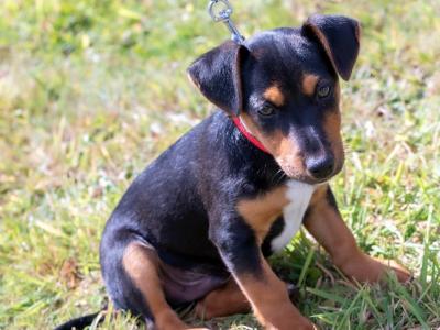 Male Jack Russell puppy in Kilkenny