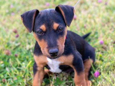 Male Jack Russell puppy in Kilkenny
