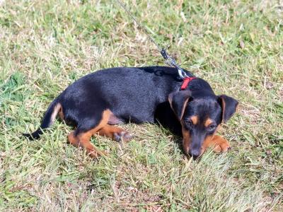 Male Jack Russell puppy in Kilkenny