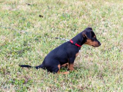 Male Jack Russell puppy in Kilkenny