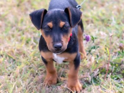 Male Jack Russell puppy in Kilkenny