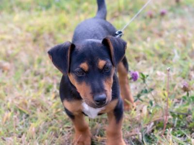 Male Jack Russell puppy in Kilkenny