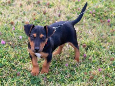 Male Jack Russell puppy in Kilkenny