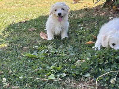 Beautiful Cavachon puppies 🐶 in Carlow