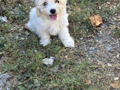 Beautiful Cavachon puppies 🐶 in Carlow