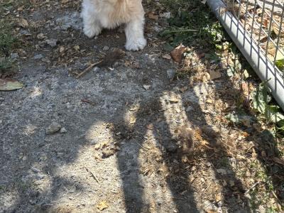 Beautiful Cavachon puppies 🐶 in Carlow